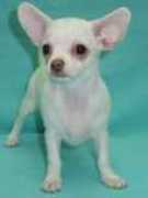 chihuahua.ru Nanaja