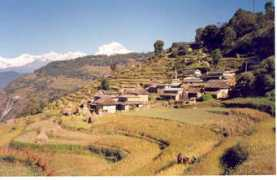 Nangi