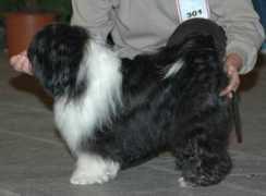 tibeti-terrier.hu Nangial
