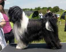 tibeti-terrier.hu Nangial