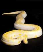 scalesandtailsutah.com Nanners