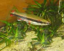 wassernatur.de Nannos