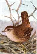 birdfieldguide.com Nannus
