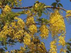 botanic.jp Nansai