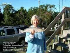 fishtradewinds.com Nansea