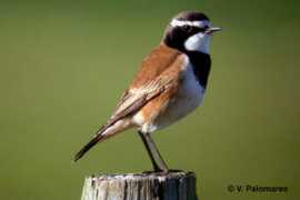 surfbirds.com Nanthe