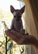 hairlesskittens.com Naoime