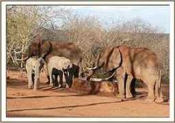 sheldrickwildlifetrust.org Napasha