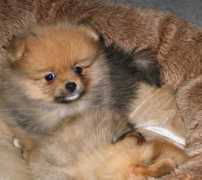 pipperoo.com Napin