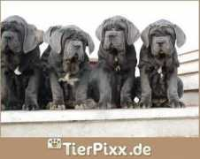 tierpixx.de Napoletano