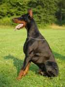 dogschoolk9.com Napolo