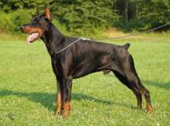 dogschoolk9.com Napolo