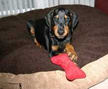 lasarmoniaskennel.com Naque