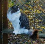 blackforestcats.com Naradas