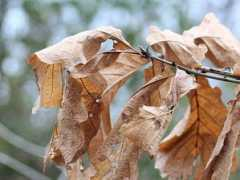 botanic.jp Naraga