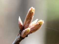 botanic.jp Naraga
