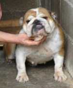 bulldogpedigree.com Naranji