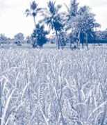 fao.org Naravane