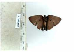 butterfliesofamerica.com Narbal