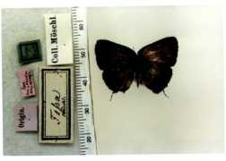 butterfliesofamerica.com Narbal
