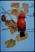 hummingbirdworld.com Narca