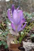 puttyblog.nl Narcis