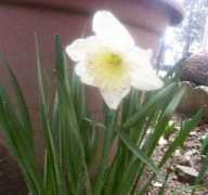 paffino.com Narciso