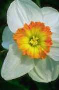 untiredwithloving.org Narciss