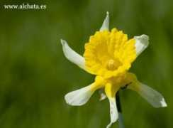 alchata.es Narcisso