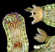 seaslugforum.net Nardila
