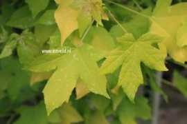 Naree