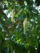 Naree