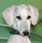 saluki.ru Nareen