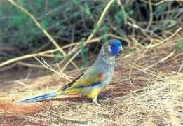 vogelproblemen.nl Naretha