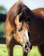 zamiraarabians.com Nariana