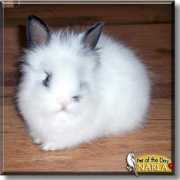 petoftheday.com Narla