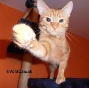 wild.blog.sme.sk Narodia