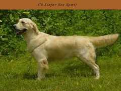dogsindia.com Narvekar
