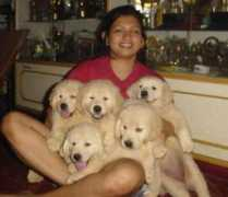 dogsindia.com Narvekar