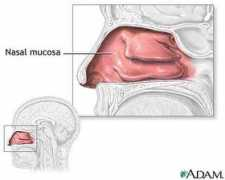 Nasal