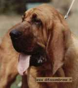 difossombrone.it Nasale