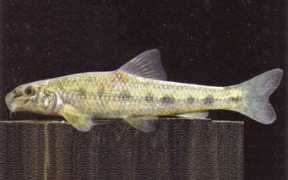 Naseka