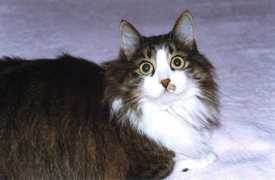 lat.citycat.ru Nasham