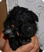 standardpoodle.jp Nashiko