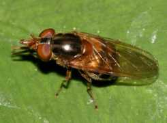 bugguide.net Nasica