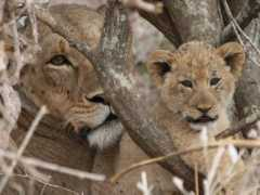 lionguardians.wildlifedirect.org Nasieku