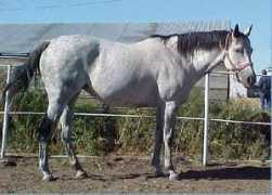 circledhorses.com Nasram