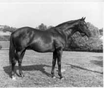 allthoroughbred.com Nasrullah