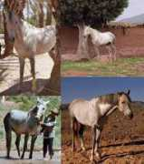 Nassim