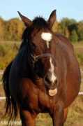 equestrian.ru Nastenok